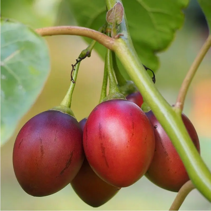 Tomate De Arbol Rojo Semillas Plantae