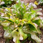 Lechuga Flecha de Bronce