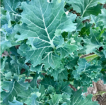 Kale Enano Siberiano - Imagen 2