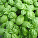 Albahaca Genovesa Aroma - Imagen 2