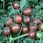 Tomate Cherry Bombus - Imagen 2