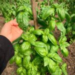 Albahaca Genovesa Aroma