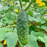 Pepino Súper Cliente