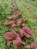 Mostaza Gigante Morada - Imagen 2