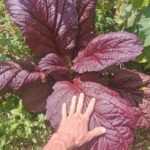 Mostaza Gigante Morada