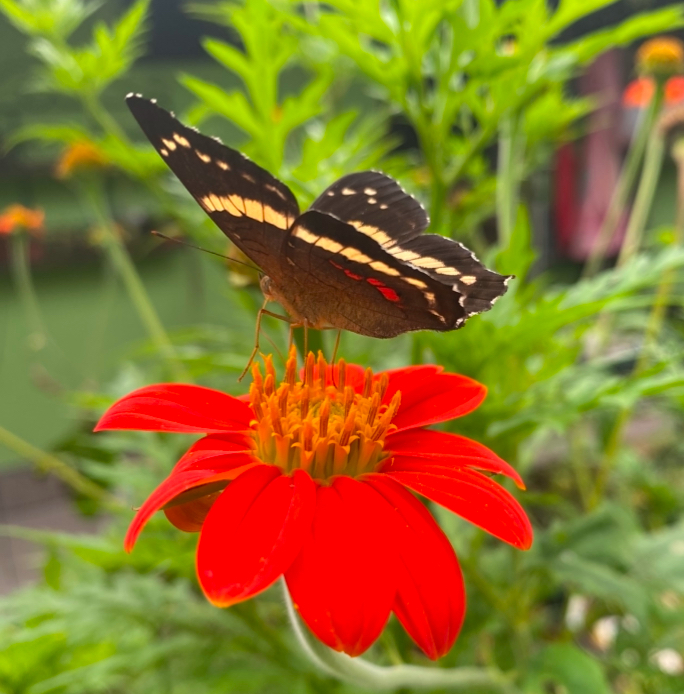 Imagen #2 de Ginette