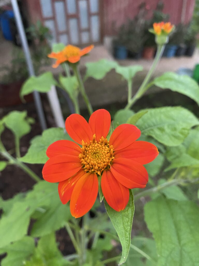 Imagen #1 de Ginette