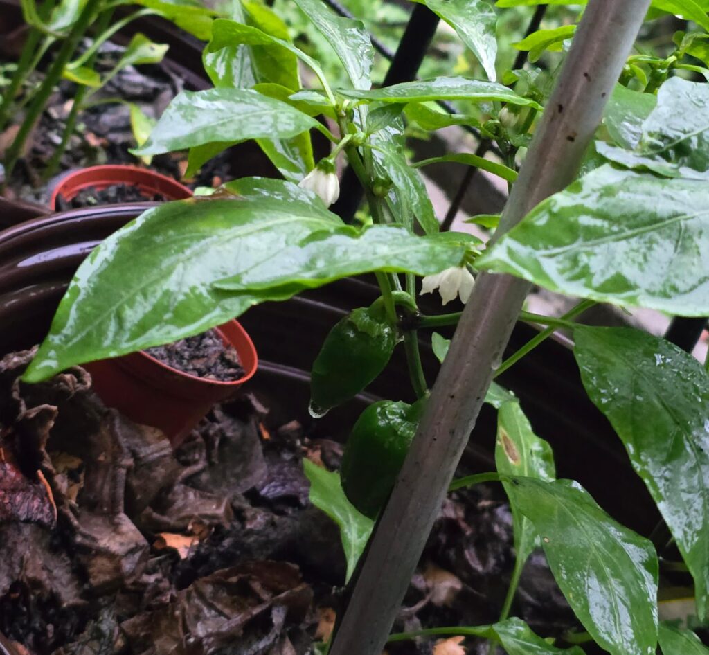 Imagen #1 de Francini Castro Hernández