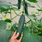 Pepino Criollo Chachagua