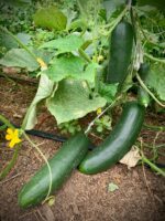 Pepino Criollo Chachagua - Imagen 2