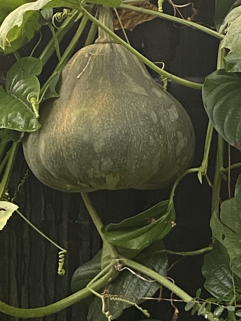 Imagen #1 de Ginette