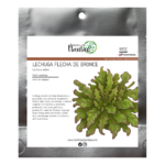 Lechuga Flecha de Bronce FP