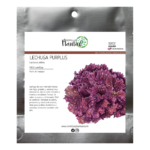 Lechuga purplus FP