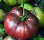 Tomate Cherokee morado - Imagen 2