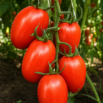 Tomate Roma