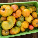Tomate medalla dorada - Imagen 2
