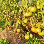 Tomate medalla dorada - Imagen 3